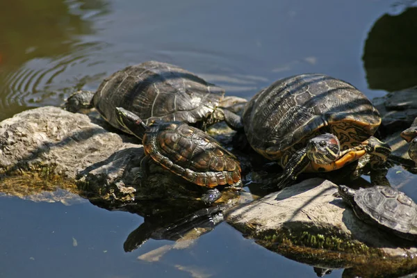 Rettili Animali Tartarughe Selvatiche — Foto Stock