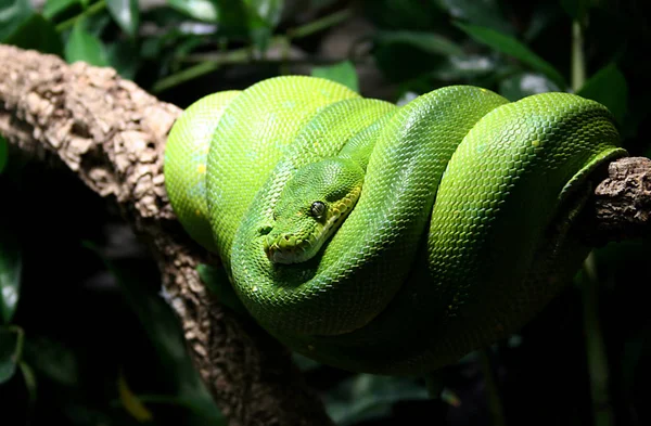 Vista Panorámica Serpiente Peligrosa Majestuosa —  Fotos de Stock