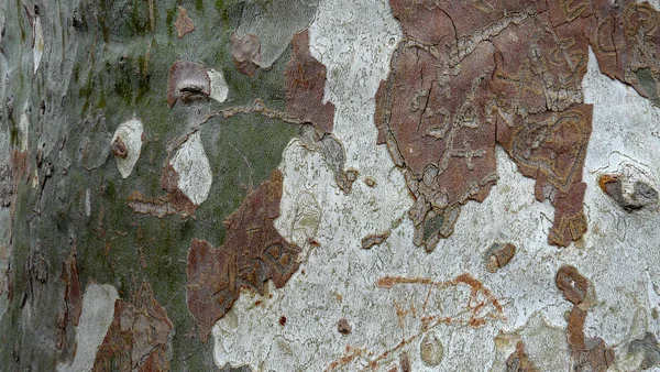 Текстура Стовбура Дерева Поверхня Кори — стокове фото