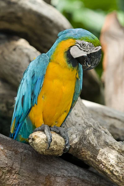 Dicsőséges Papagáj Szabadban Nappal — Stock Fotó