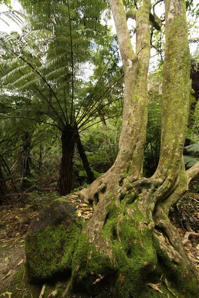 Green Fern Flora Forest Plant Leaves — Stock Photo, Image