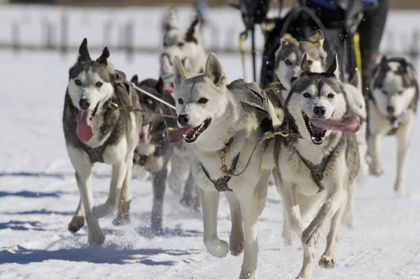 Perros Perros Que Duermen Invierno — Foto de Stock