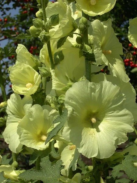 Bellissimi Fiori Sfondo Concetto Floreale — Foto Stock