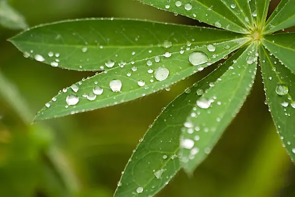 Morgendauw Groene Bladeren — Stockfoto