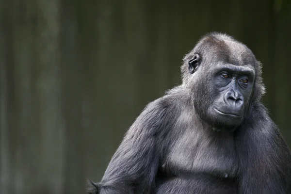 Singe Animal Primate Mammifère — Photo