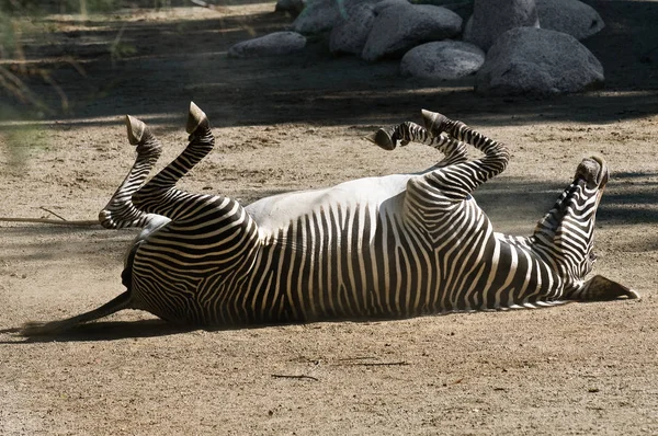 Verschiedene Tiere Selektiver Fokus — Stockfoto