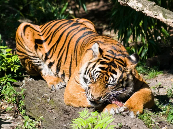 Tigru Grădina Zoologică — Fotografie, imagine de stoc