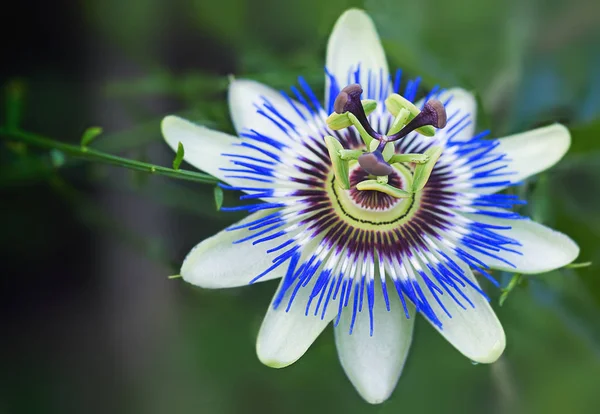 Mooi Botanisch Schot Natuurlijk Behang — Stockfoto