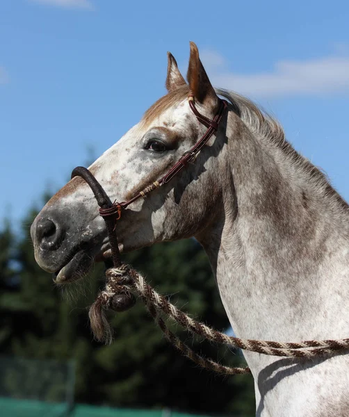 Carino Cavallo Natura Selvaggia — Foto Stock