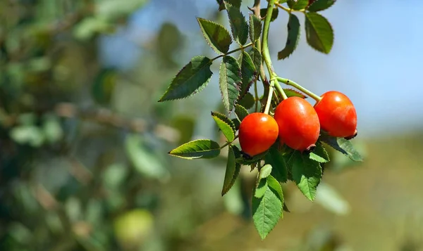 Olgun Kırmızı Kiraz Meyveleri Dalda — Stok fotoğraf