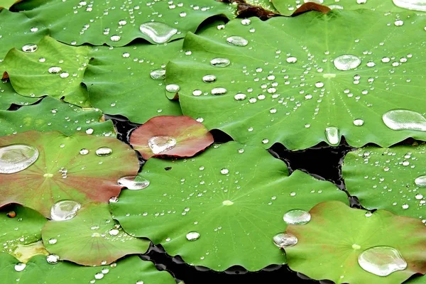 タイの池に蓮の葉 — ストック写真