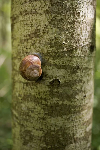 茶色のカタツムリが木にぶら下がり — ストック写真