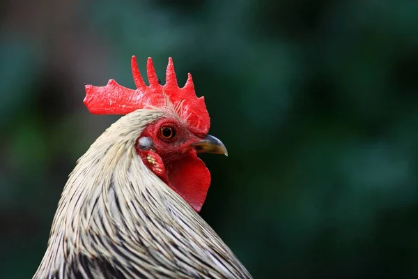 Festői Kilátás Gyönyörű Madár Természetben — Stock Fotó