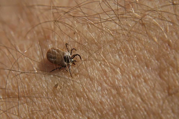 Vista Cerca Los Insectos Naturaleza — Foto de Stock