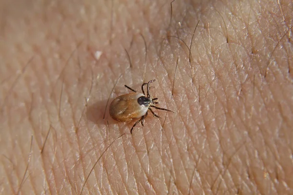 野生の自然界での虫の接近 — ストック写真