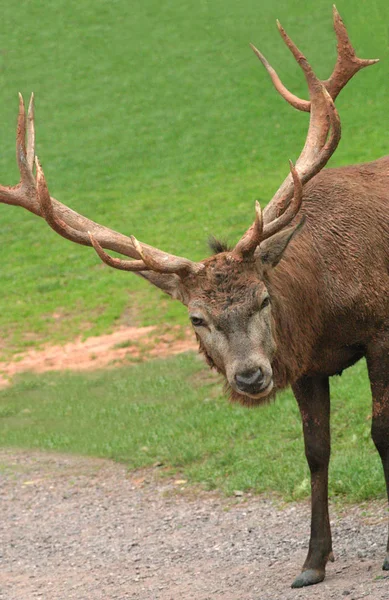 鹿や自然界の哺乳動物 — ストック写真