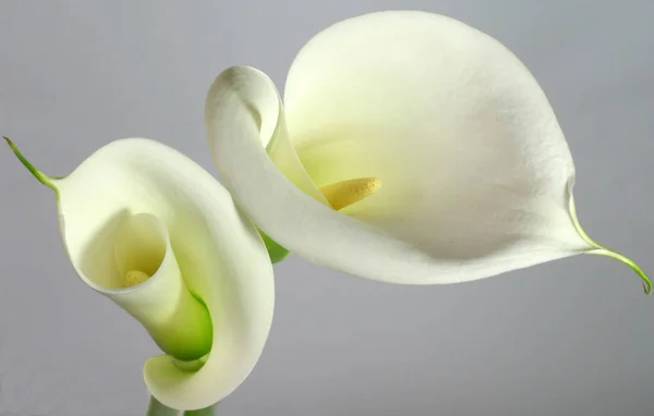 Exotische Calla Lelie Bloemen Bloemblaadjes Flora Plantkunde — Stockfoto