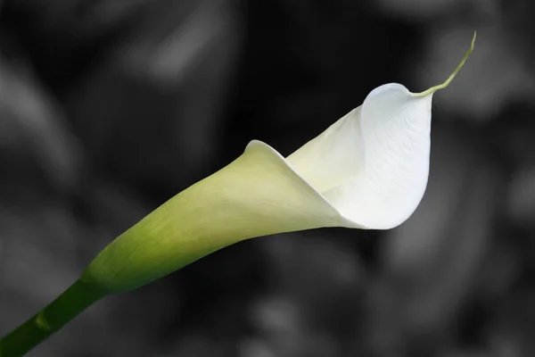 Exotique Calla Lys Fleurs Pétales Flore Botanique — Photo