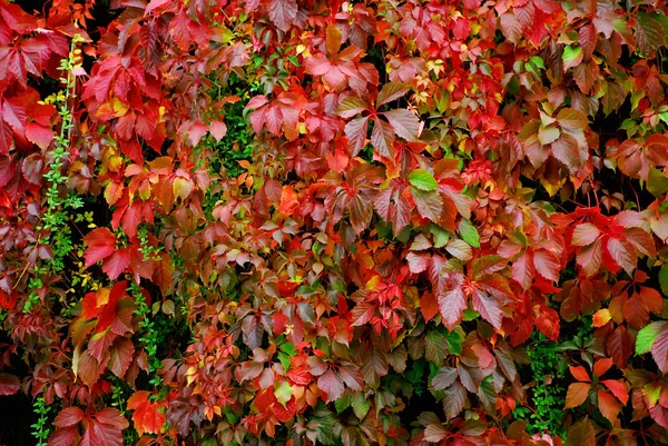 Beautiful Scenery Forest — Stock Photo, Image