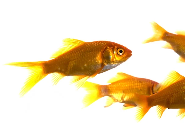 Peixes Ouro Isolados Sobre Branco — Fotografia de Stock