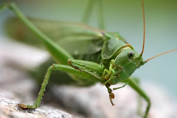 Laubheuschrecke Čistí Přední Nohu — Stock fotografie