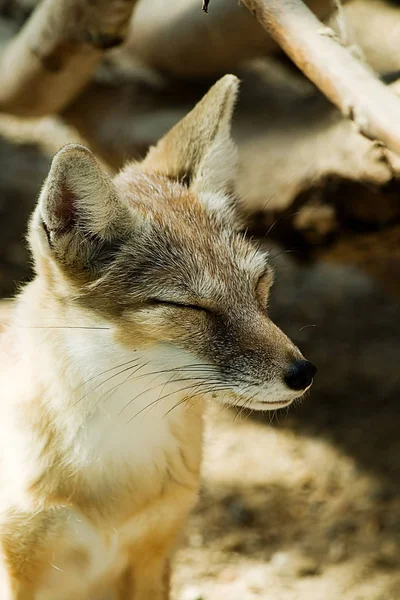 Close Van Een Schattig Rood Vos — Stockfoto