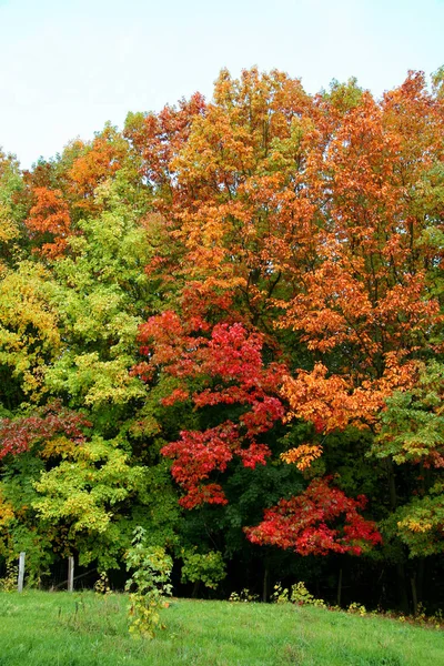 Hojas Otoño Follaje Temporada Otoño — Foto de Stock