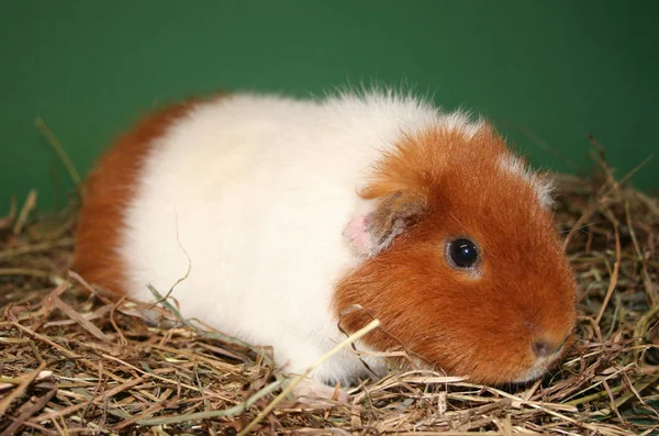 Hamster Animal Estimação Animal Estimação — Fotografia de Stock