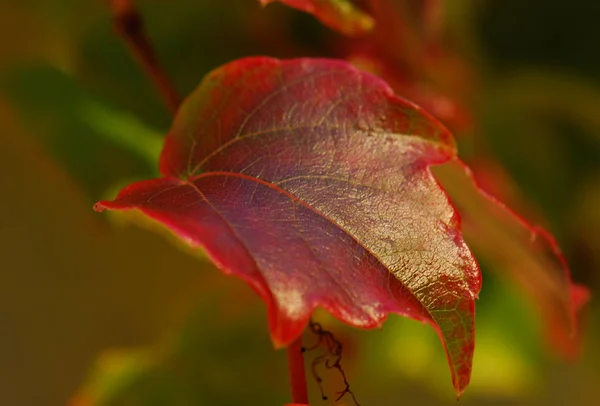 Baum Laub Blütenblätter — Stockfoto