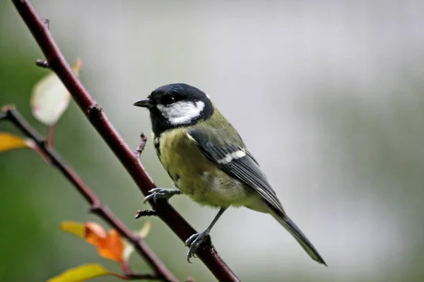 Pintoresco Disparo Aves Escena Exterior — Foto de Stock