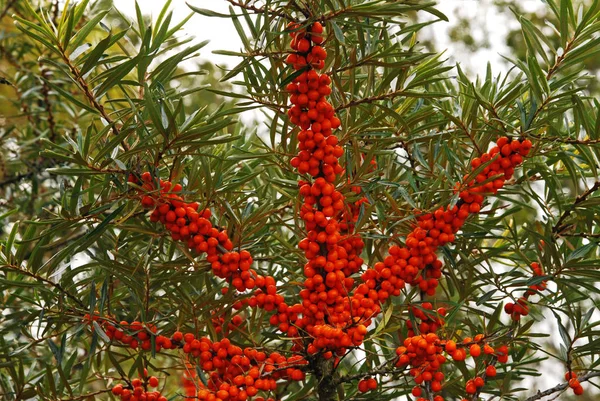 Yellow Berries Tree Branches — Stock Photo, Image