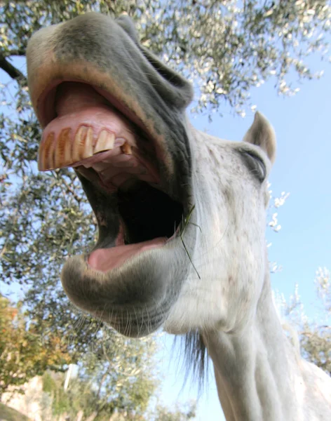 Carino Cavallo Natura Selvaggia — Foto Stock