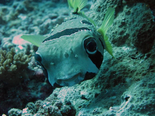 Fondo Pantalla Tema Marino Tiro Bajo Agua — Foto de Stock