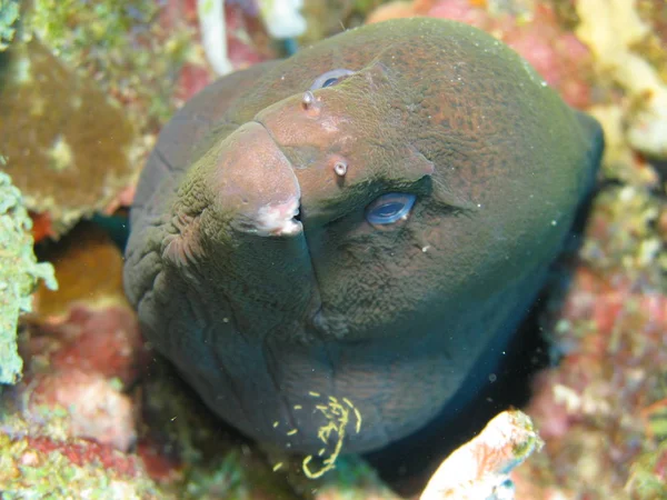 Moray Fish Moray Eel Βαθιά Νερά — Φωτογραφία Αρχείου