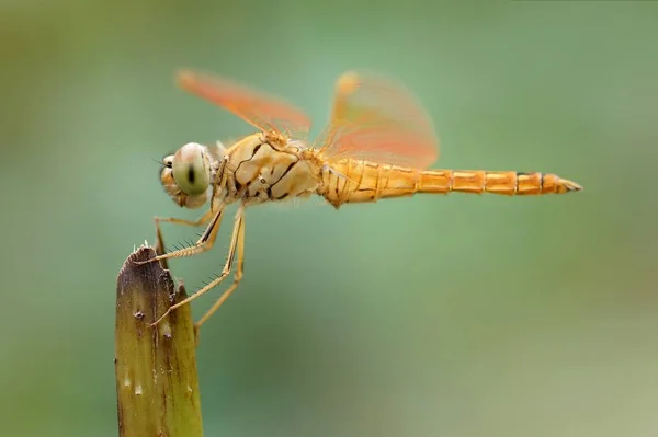 Vážný Hmyz Flóra Fauna — Stock fotografie