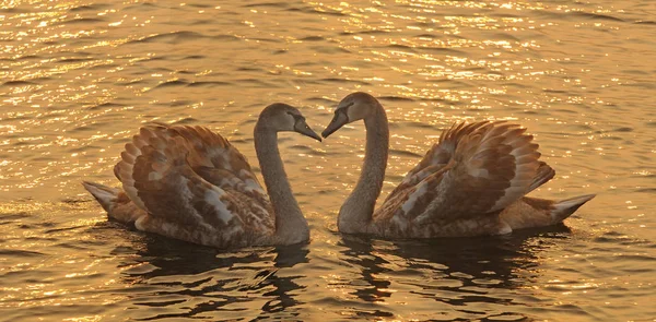 Cerca Del Amor Los Jóvenes — Foto de Stock