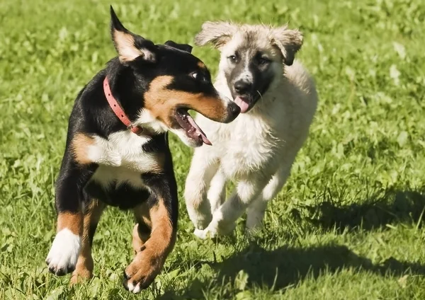 Jouer Les Chiots Dans Bruyant — Photo