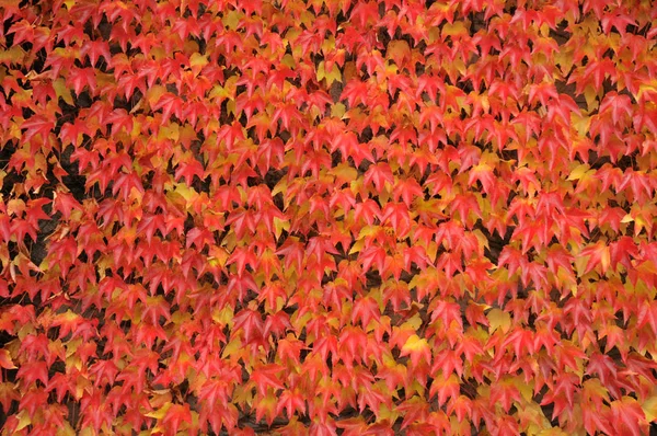 Nahaufnahme Von Blättern Wald — Stockfoto