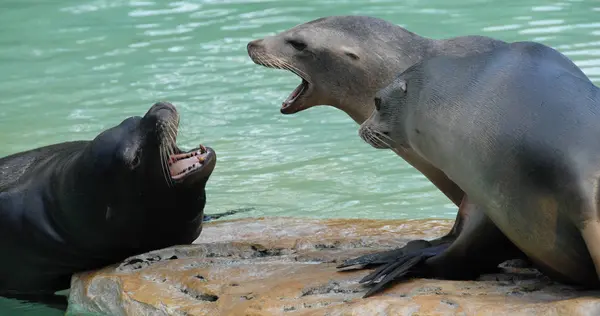 アザラシ 海洋動物 — ストック写真