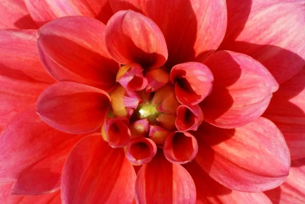 Close View Beautiful Blooming Dahlia — Stock Photo, Image