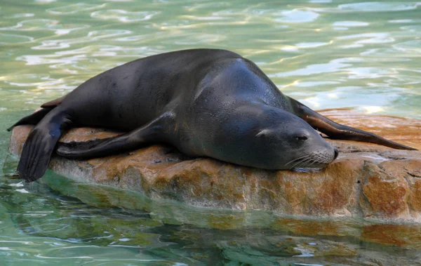 Seal Marine Animal Marine — Stock Photo, Image