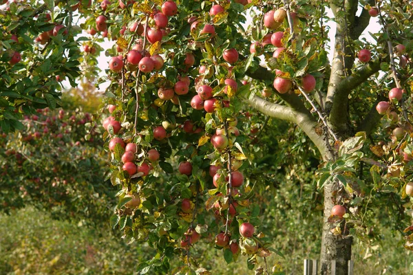 Vacker Utsikt Över Naturen — Stockfoto