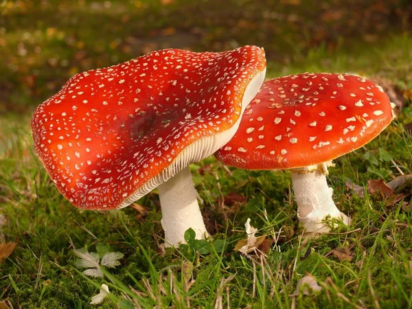 Culture Champignons Dans Forêt Fond Nature — Photo