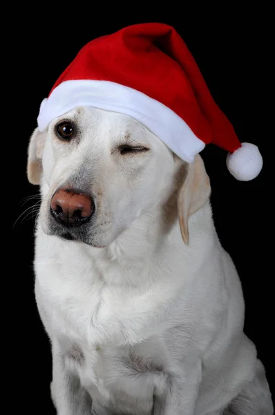 Cão Com Chapéu Santa Claus — Fotografia de Stock