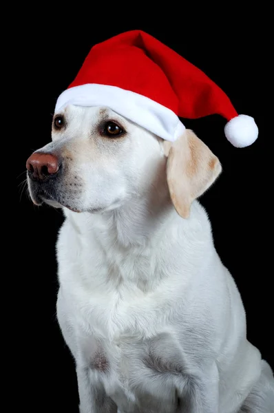 Cão Com Chapéu Santa Claus — Fotografia de Stock