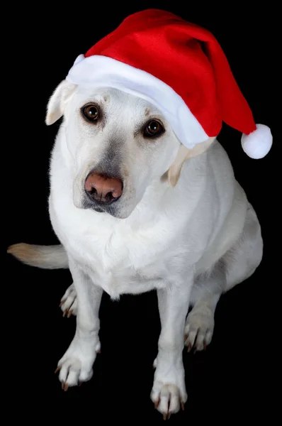 Noel Baba Şapkalı Köpek — Stok fotoğraf