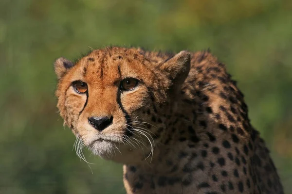 Hayvanat Bahçesi Savannah Bitkisinin Manzarası — Stok fotoğraf