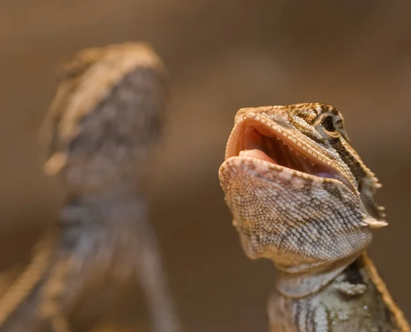 Mladá Zvířata Selektivní Zaměření — Stock fotografie