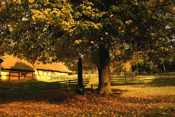 Höstatmosfär Selektivt Fokus — Stockfoto