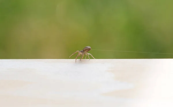 Nahaufnahme Makroaufnahme Von Libelleninsekt — Stockfoto